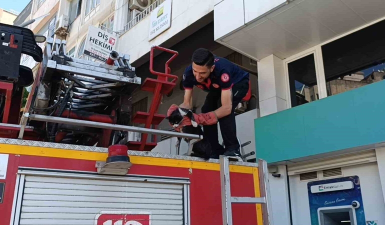 sokak-kedileri-icin-itfaiye-seferberligi-kurtarma-ani-ve-arkadaslik-chgjfnj2.jpg
