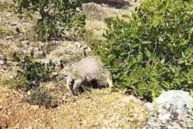 bal-porsugu-saldirisina-karsi-koruma-ani-mantar-toplayan-koylunun-olayi-jThqKOap.jpg