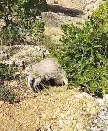 bal-porsugu-saldirisina-karsi-koruma-ani-mantar-toplayan-koylunun-olayi-jThqKOap.jpg