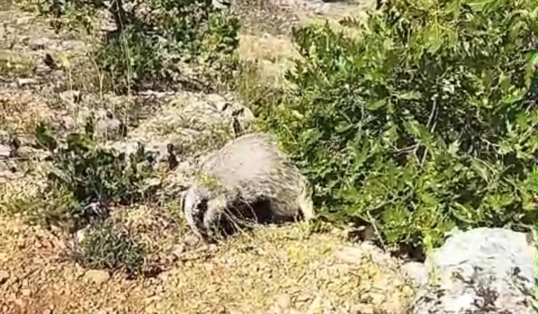 bal-porsugu-saldirisina-karsi-koruma-ani-mantar-toplayan-koylunun-olayi-jThqKOap.jpg