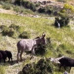 baltasinda-esegin-kaybolusu-drone-destegiyle-basariyla-bulundu-SQzrcL8v.jpg