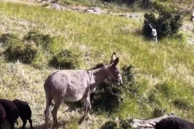 baltasinda-esegin-kaybolusu-drone-destegiyle-basariyla-bulundu-SQzrcL8v.jpg