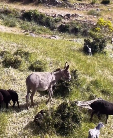 baltasinda-esegin-kaybolusu-drone-destegiyle-basariyla-bulundu-SQzrcL8v.jpg