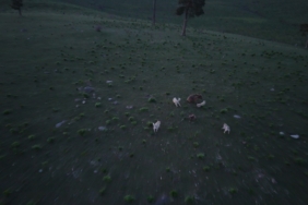 boz-ayinin-hayatta-kalma-mucadelesi-kopeklerle-geceden-dron-kamerasinda-E4TYIMg5.jpg