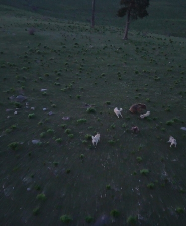 boz-ayinin-hayatta-kalma-mucadelesi-kopeklerle-geceden-dron-kamerasinda-E4TYIMg5.jpg