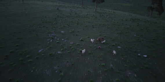 boz-ayinin-hayatta-kalma-mucadelesi-kopeklerle-geceden-dron-kamerasinda-E4TYIMg5.jpg
