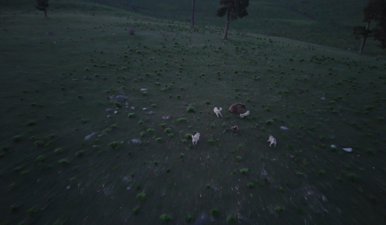 boz-ayinin-hayatta-kalma-mucadelesi-kopeklerle-geceden-dron-kamerasinda-E4TYIMg5.jpg