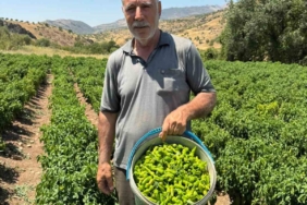 cermik-biberi-cografi-isaretli-lezzetin-marketlerdeki-yolculugu-jiVEILyK.jpg