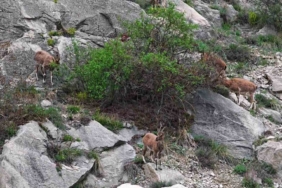 dag-kecileri-erzurumartvin-yolunda-suruculerle-yol-arkadasligi-YZY2fjTs.jpg