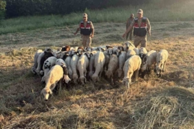 drone-destekli-arama-ile-32-koyunun-kayip-macerasi-son-buldu-crtyFO3c.jpg