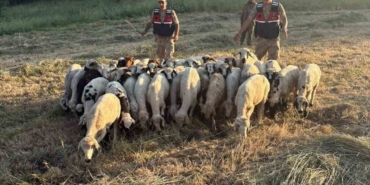 drone-destekli-arama-ile-32-koyunun-kayip-macerasi-son-buldu-crtyFO3c.jpg