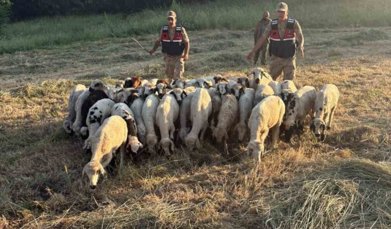 drone-destekli-arama-ile-32-koyunun-kayip-macerasi-son-buldu-crtyFO3c.jpg