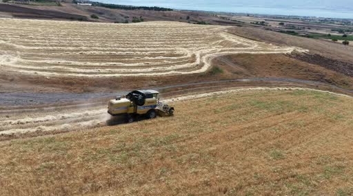 Elazığ’da İlk Arpa Hasadı Başladı: Yağışlar Verimi Düşürdü