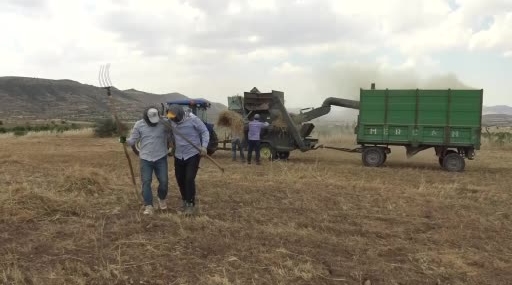 Gercüş’te Mercimek Hasadında İmece Ruhuyle Verim ve Eğlence Bir Arada