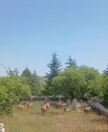harput-dag-kecisi-gorunumu-tarih-ve-doga-ic-ice-geciyor-k54zfbPK.jpg