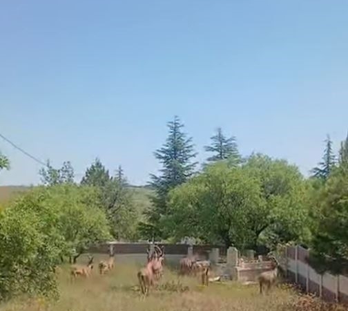harput-dag-kecisi-gorunumu-tarih-ve-doga-ic-ice-geciyor-k54zfbPK.jpg