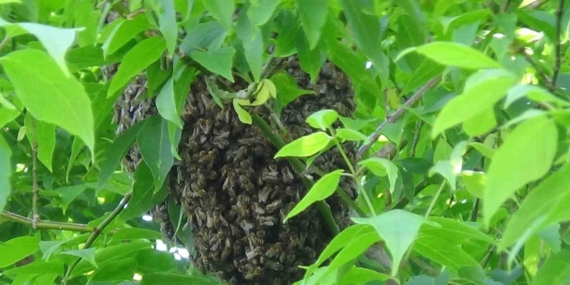 Kars Merkezinde Oğul Veren Arı Kolonisi, Amatör Arıcıyla Güvenli Taşındı