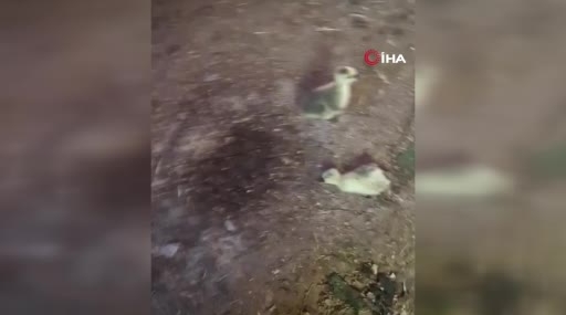 Kümeste Girişindeki Yılan, 5 Kaz Yavrusunu Telef Etti: Olayın Ayrıntıları ve Sonrası
