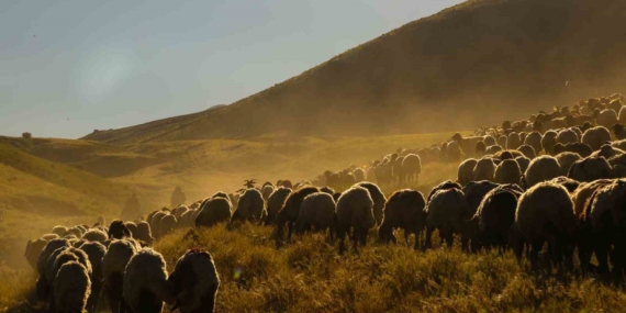 Tatvan Yayla Göçü: Nemrut Dağı Eteklerinde Yazın Görsel Şöleni