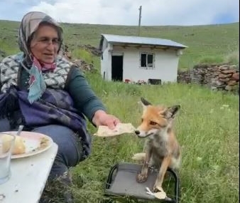 tilkiyle-sohbet-ardahan-yaylasinda-sakin-bir-karsilama-yKIXCybz.jpg