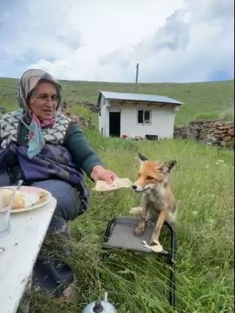tilkiyle-sohbet-ardahan-yaylasinda-sakin-bir-karsilama-yKIXCybz.jpg