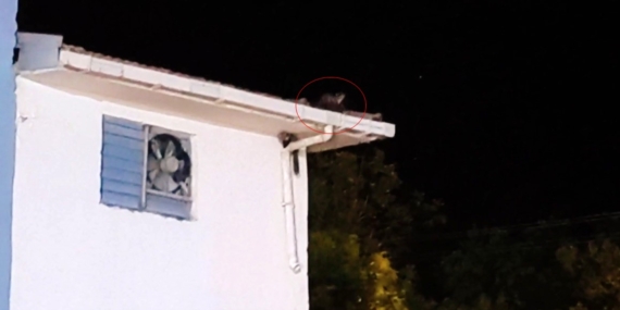 trafo-merkezi-ustunde-oyun-oynayan-sansarlar-gunduz-goruntuleri-ve-neseli-anlar-raXCSsEr.jpg