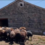 agrida-koyun-sutuyle-ekonomi-canlaniyor-USjifmkg.jpg