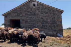 agrida-koyun-sutuyle-ekonomi-canlaniyor-USjifmkg.jpg