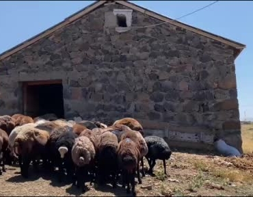agrida-koyun-sutuyle-ekonomi-canlaniyor-USjifmkg.jpg