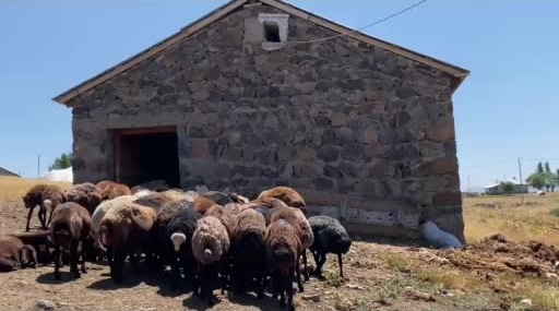 Ağrı’da Koyun Sütüyle Ekonomi Canlanıyor