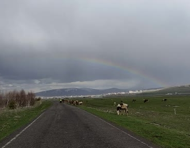 ardahanda-saganak-sonrasi-gokkusagiyla-doga-taclandi-1SrJMUGE.jpg