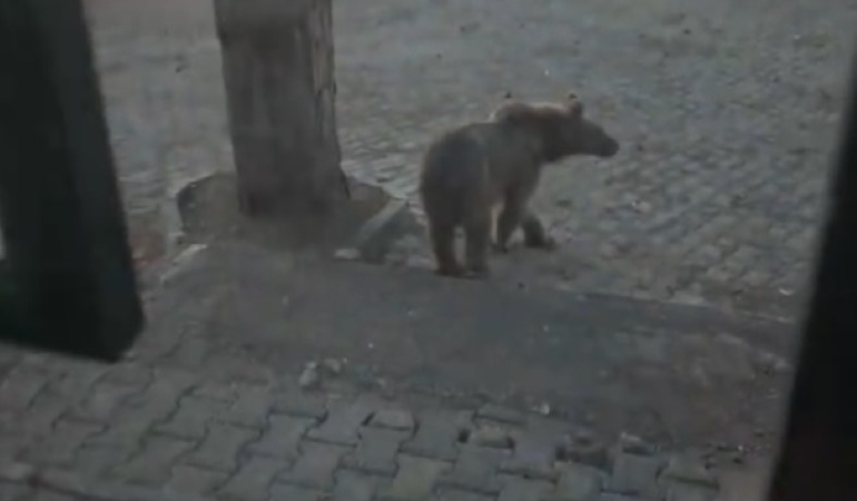 boz-ayi-ve-vatandasin-ilginc-diyalogu-sarikamista-yasanan-tatli-anlar-FaNFLqp8.jpg