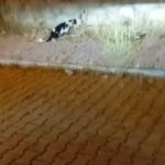 cayda-cira-mahallesinde-kedi-ve-yilanin-buyuleyen-mucadelesi-EFODJEEl.jpg