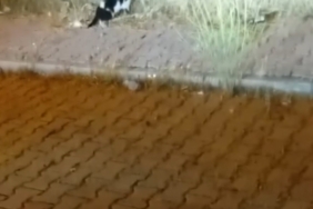 cayda-cira-mahallesinde-kedi-ve-yilanin-buyuleyen-mucadelesi-EFODJEEl.jpg