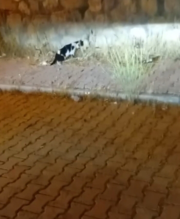 cayda-cira-mahallesinde-kedi-ve-yilanin-buyuleyen-mucadelesi-EFODJEEl.jpg