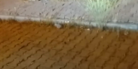 Çayda Çıra Mahallesi’nde Kedi ve Yılanın Büyüleyen Mücadelesi
