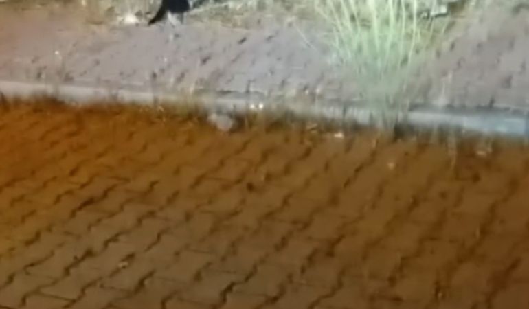 cayda-cira-mahallesinde-kedi-ve-yilanin-buyuleyen-mucadelesi-EFODJEEl.jpg