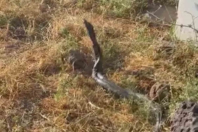 cinarda-sicak-havanin-ardindan-gozlemlenen-yaklasik-uc-metre-uzunlugundaki-yilanlar-dxyxdgQN.jpg
