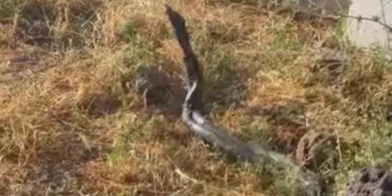 cinarda-sicak-havanin-ardindan-gozlemlenen-yaklasik-uc-metre-uzunlugundaki-yilanlar-dxyxdgQN.jpg