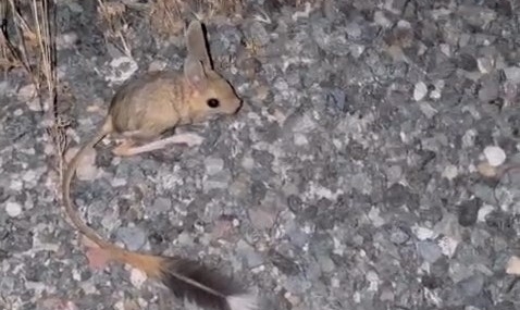 Elazığ’da Nesli Tehlikede Arap Tavşanı Kambertepe’de Görüntülendi