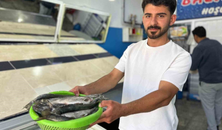 inci-kefali-av-sezonu-yeniden-basladi-goc-ve-pazar-satislari-PVirGHCQ.jpg