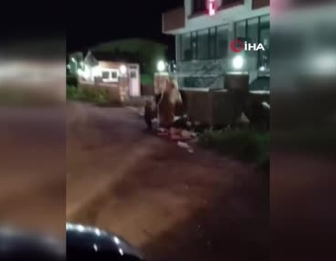 karsta-ayi-ailesinin-turkuyle-huzurlu-goruntusu-sosyal-medyada-gundem-oldu-yEzuWmRc.jpg