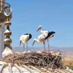 mus-ovasinda-leylek-gocu-yavrularin-ucus-egitimleri-basladi-7TRyMAGG.jpg