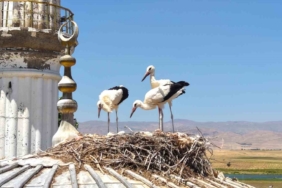 mus-ovasinda-leylek-gocu-yavrularin-ucus-egitimleri-basladi-7TRyMAGG.jpg