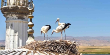 mus-ovasinda-leylek-gocu-yavrularin-ucus-egitimleri-basladi-7TRyMAGG.jpg