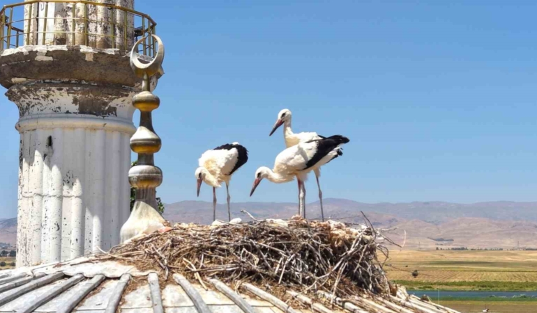 mus-ovasinda-leylek-gocu-yavrularin-ucus-egitimleri-basladi-7TRyMAGG.jpg