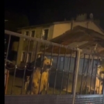 sarikamista-ayi-ailesi-bahceye-girdi-ev-sahipleri-araclarinda-bekledi-6hd4uCyW.jpg