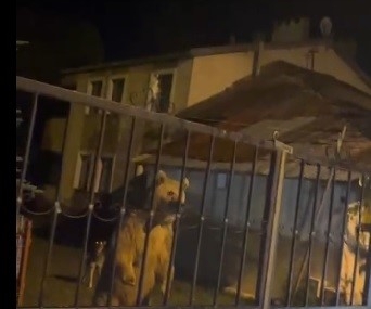 sarikamista-ayi-ailesi-bahceye-girdi-ev-sahipleri-araclarinda-bekledi-6hd4uCyW.jpg