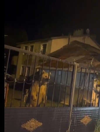 sarikamista-ayi-ailesi-bahceye-girdi-ev-sahipleri-araclarinda-bekledi-6hd4uCyW.jpg
