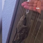 sicak-havanin-etkisiyle-suyla-can-veren-ebabil-balkon-afeti-dindiren-yardim-bht8dN6W.jpg